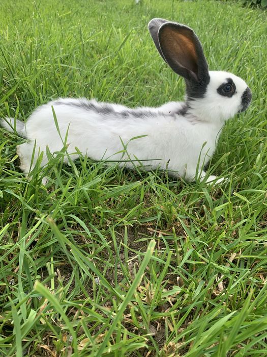 Кролі Німецький Строкатий Велетень та Радянська шиншила