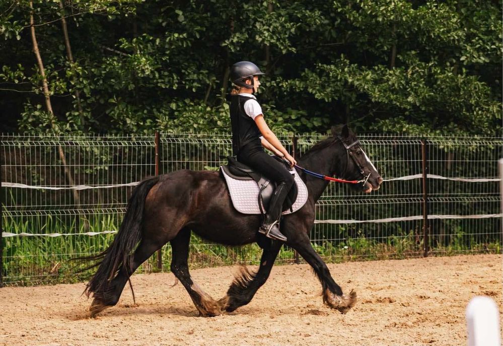 Klacz tinker sabino roczna