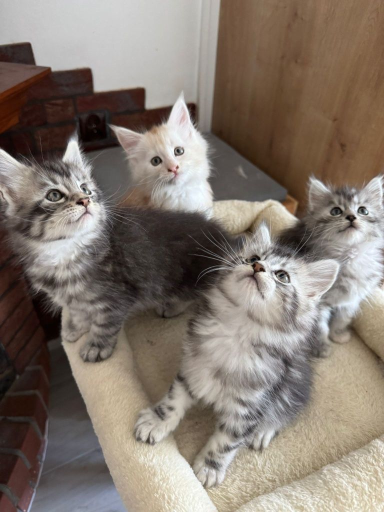 Kot Maine Coon kot Maine coon
