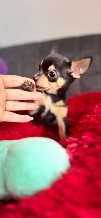 Piekny chlopczyk chihuahua