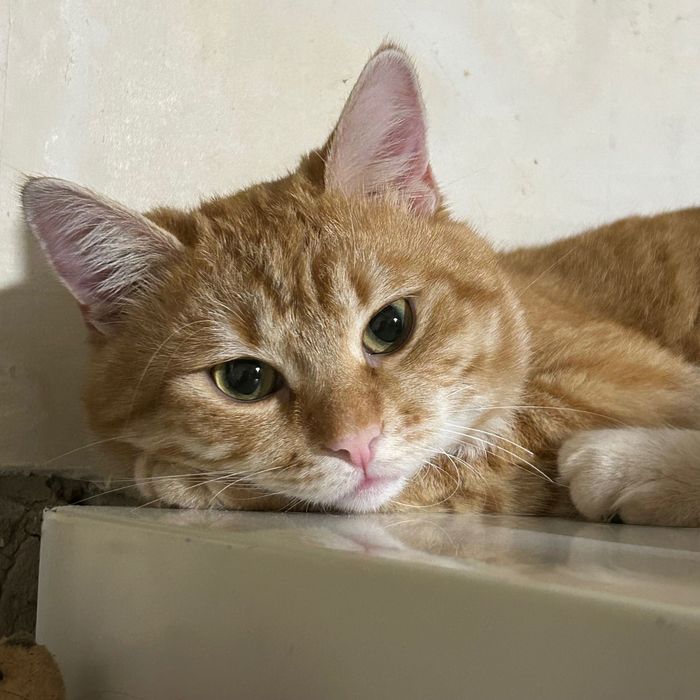 Загубився котик!!