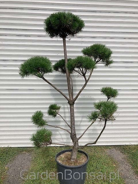 Bonsai - Sosna pospolita - PINUS SYLVESTRIS - KULE - 180 cm