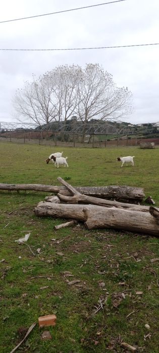 Vende-se cabritos Boer puros