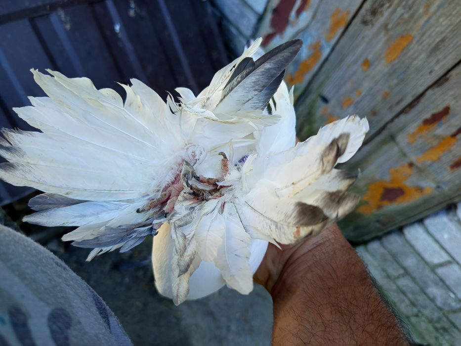 Sprzedam parę ze zdjęć