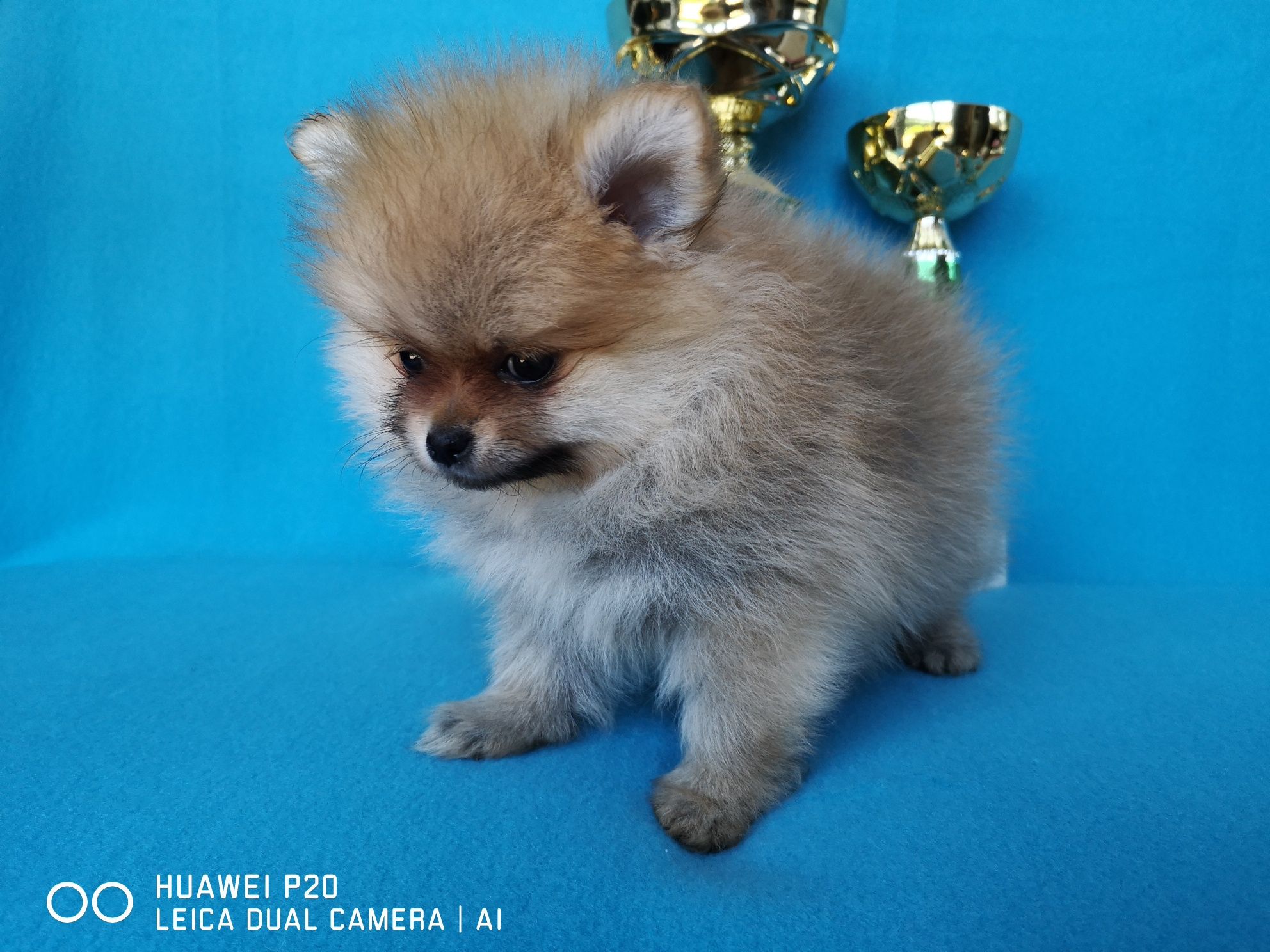 Szpic miniaturowy, pomeranian piesek