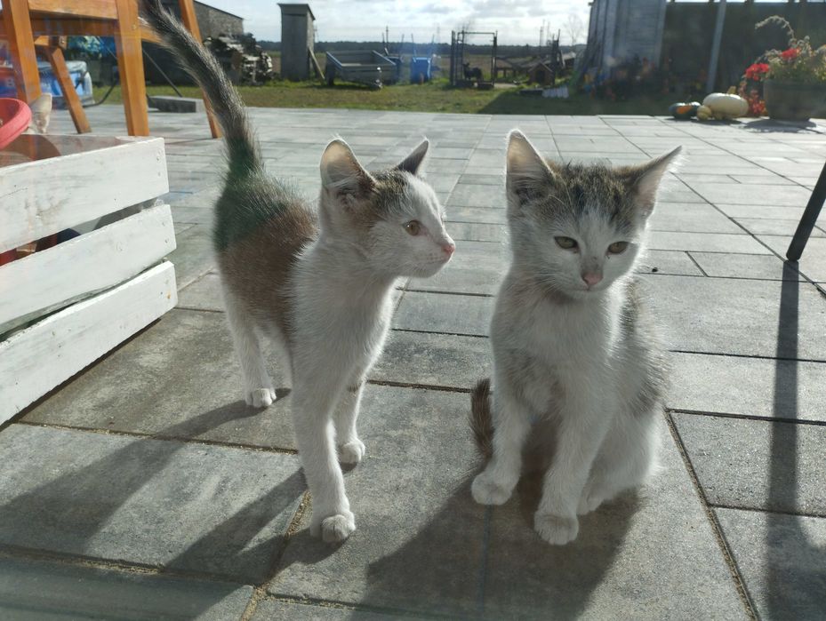 Koty Kocurki oddam za darmo dowóz do 30 km gratis