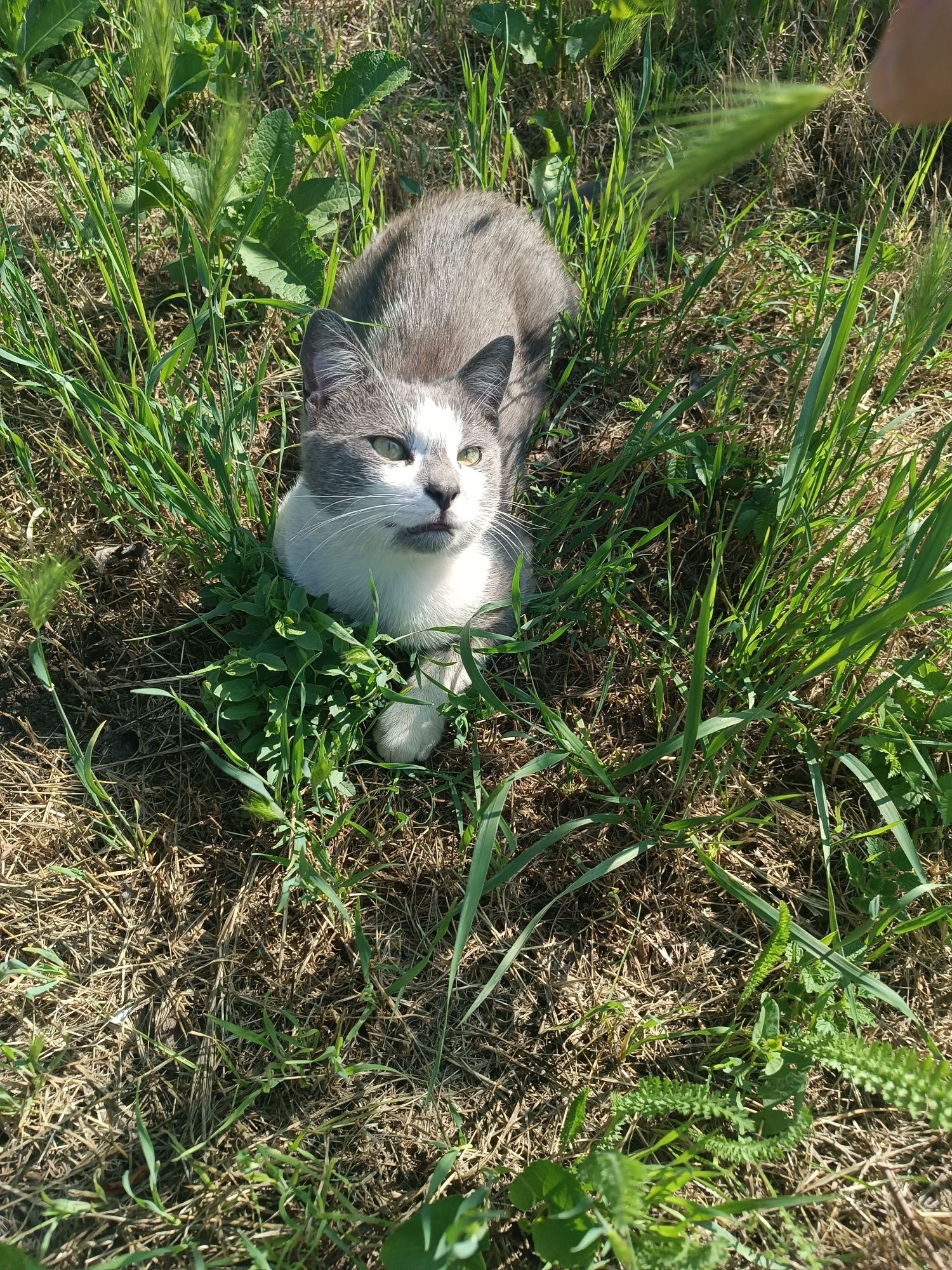 Кошеня шукає родину