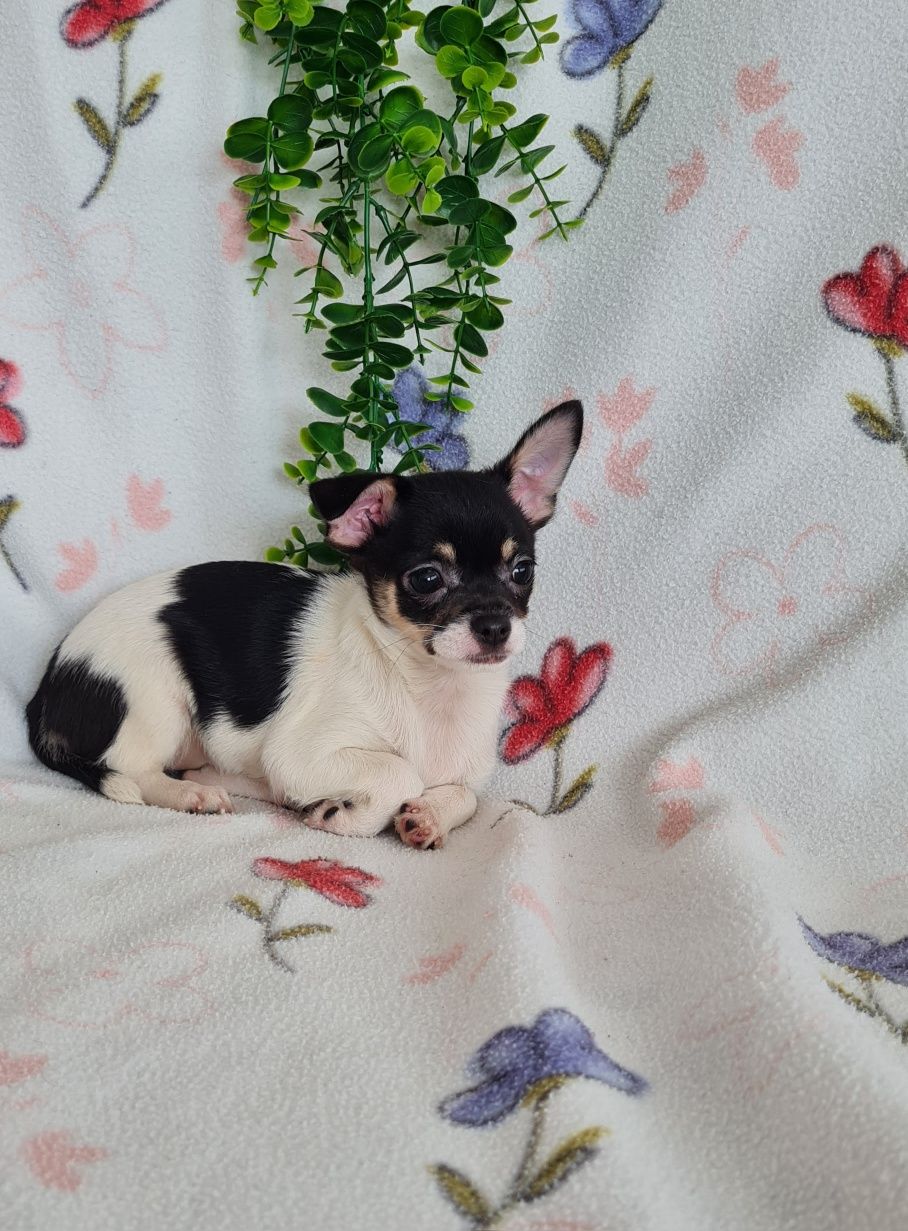 Estupenda bonequinha mini Chihuahua/Chiuaua. LinhagemRussa. Qualidade