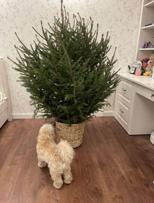 карпатські живі ялинки у горщику з корінням новий рік