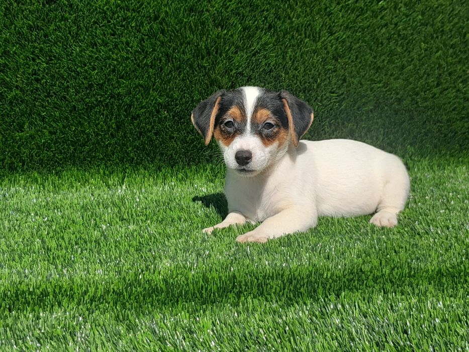 Jack Russell Terrier