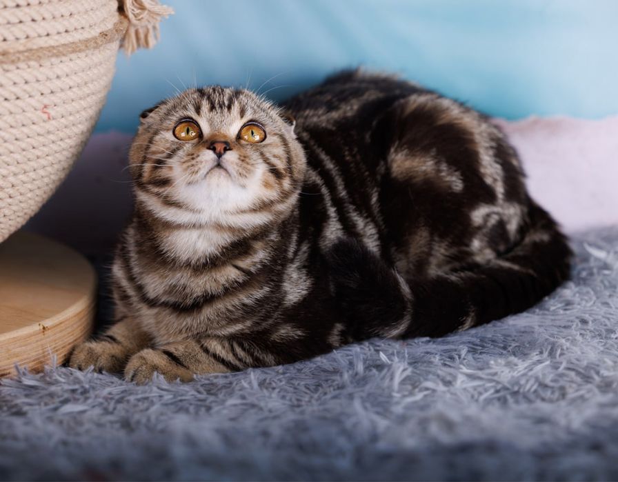 Мармурова дівчинка 4місяці