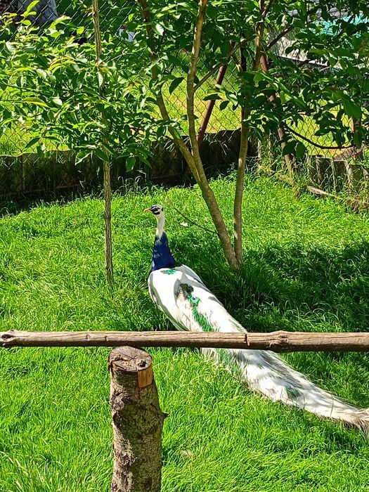 Pawie białe i arkekiny