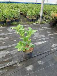 Laurowiśnia wschodnia Rotundifolia 15-40 cm Wysyłka Donica 2 L Łomża