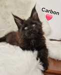 Maine Coon rodowód FPL, kotka, opcja