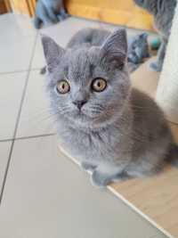 Kot Brytyjski FPL rodowód kociak niebieski szary kocurek rasowy