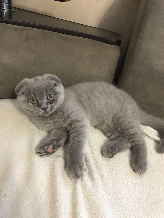 Шотландські кошенята