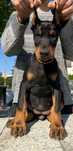 Doberman suczka do odbioru - 3 miesiące