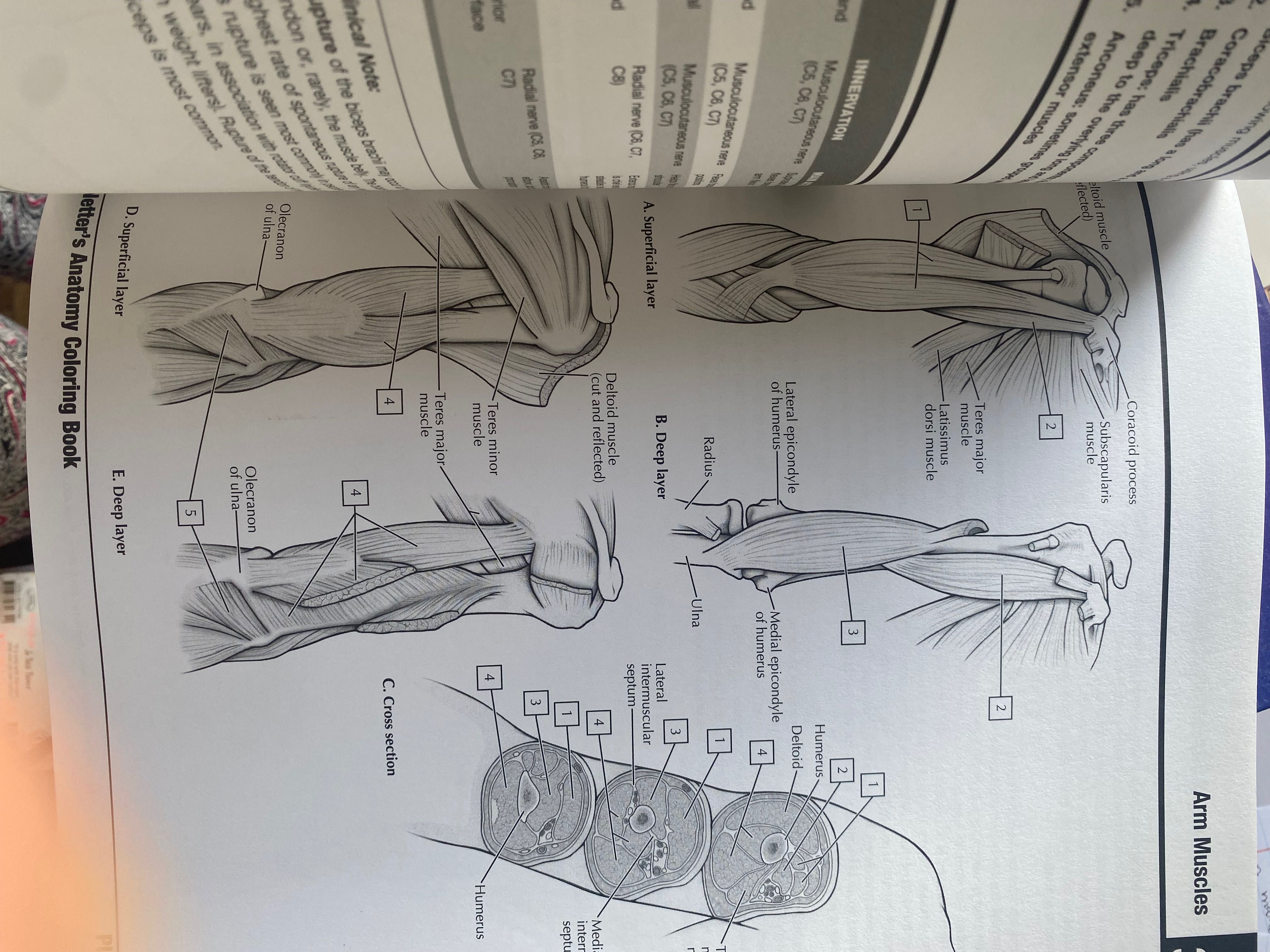 Livro Anatomia Netter colouring book