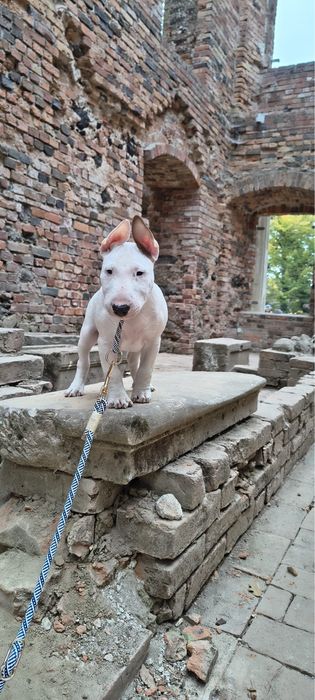 Super chłopiec bulterier miniaturowy