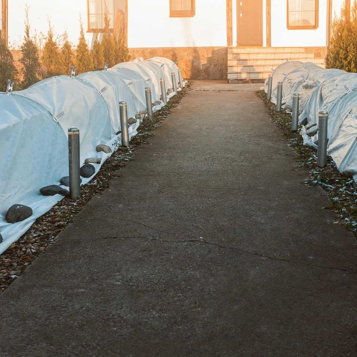 Ochrona roślin przed mrozem, osłona ogrodowa 3 × 15 m, 17 g/m2