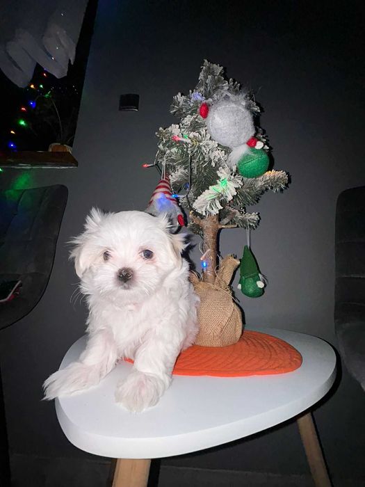 Maltańczyk-szczeniak- ( suczka) z "RODOWODEM"