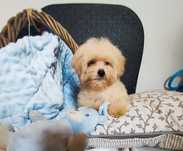 Maltipoo chłopiec Warszawa maltańczyk pudel