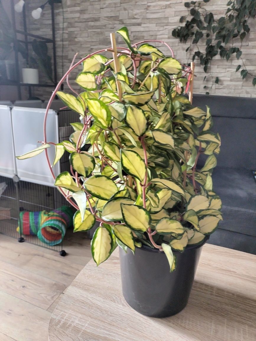 Hoya carnosa tricolor