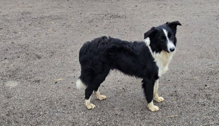 Sunia Bordel Collie
