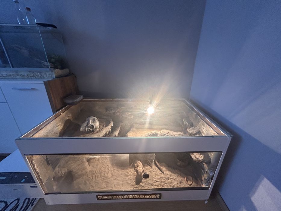 Agama brodata wraz z terrarium