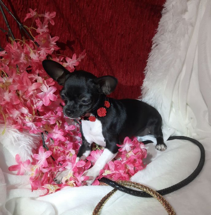 Suczka chihuahua z rodowodem