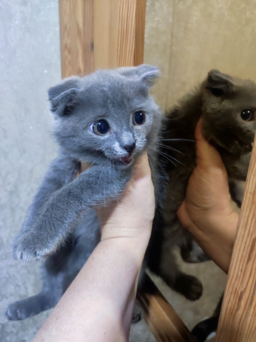 Кошенята висловухі , 2 міс