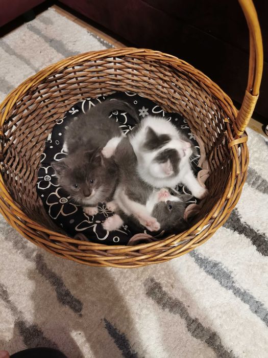 Urocze kociaki do adopcji – 2 niebieskie i 1 biały