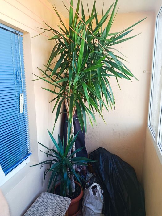 Пальма Юкка кімнатна