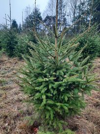 Świerk drzewka do wykopania, wycięcia likwidacja plantacji