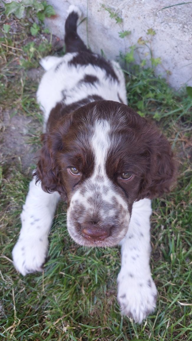 Suczka springer spaniel angielski, szczenię