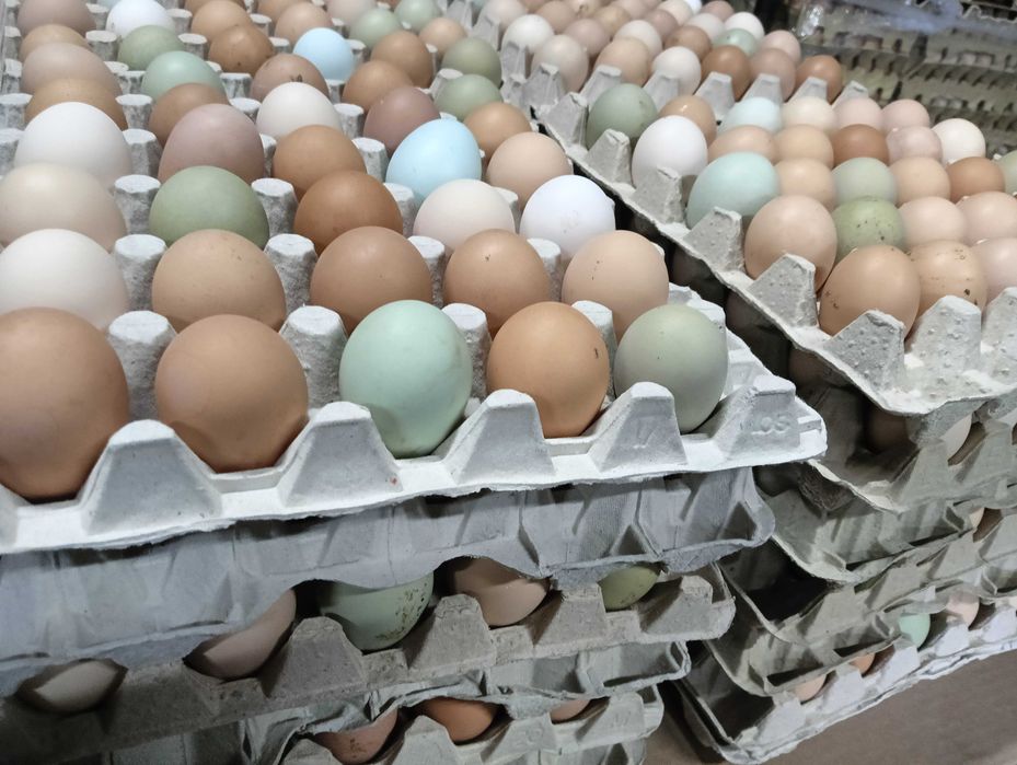 Jajka , Jaja , ZAWSZE ŚWIEŻE!