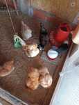 Vendo Ovos Galados Paduanas 2,50€/unidade