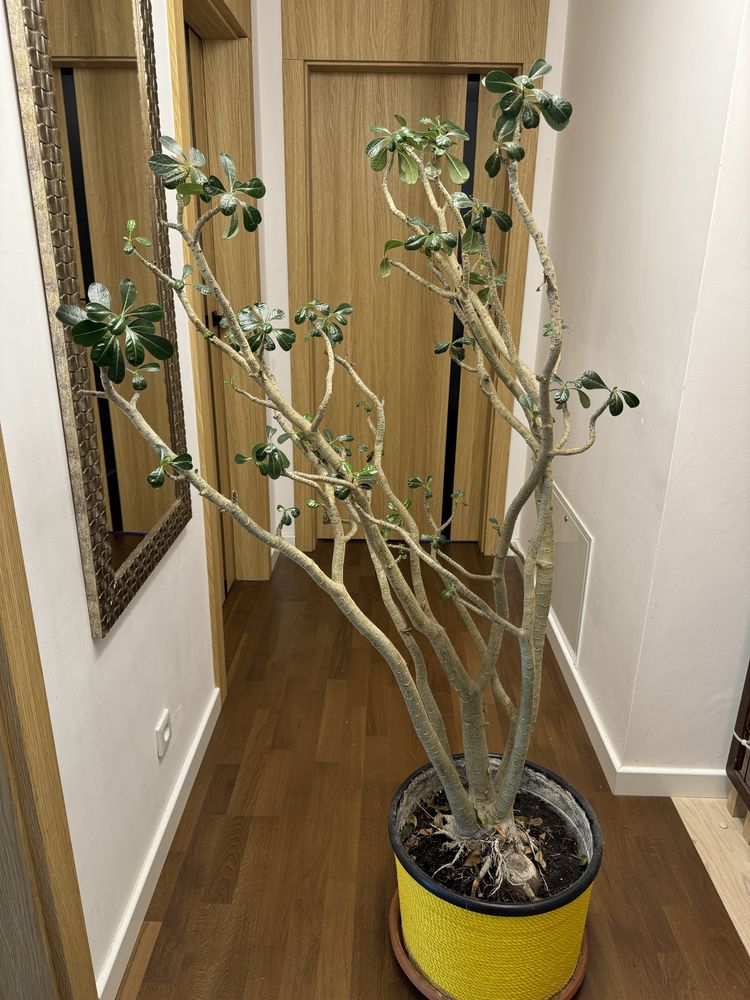 Ogromne Adenium Obesum wysokosc okolo 180 cm