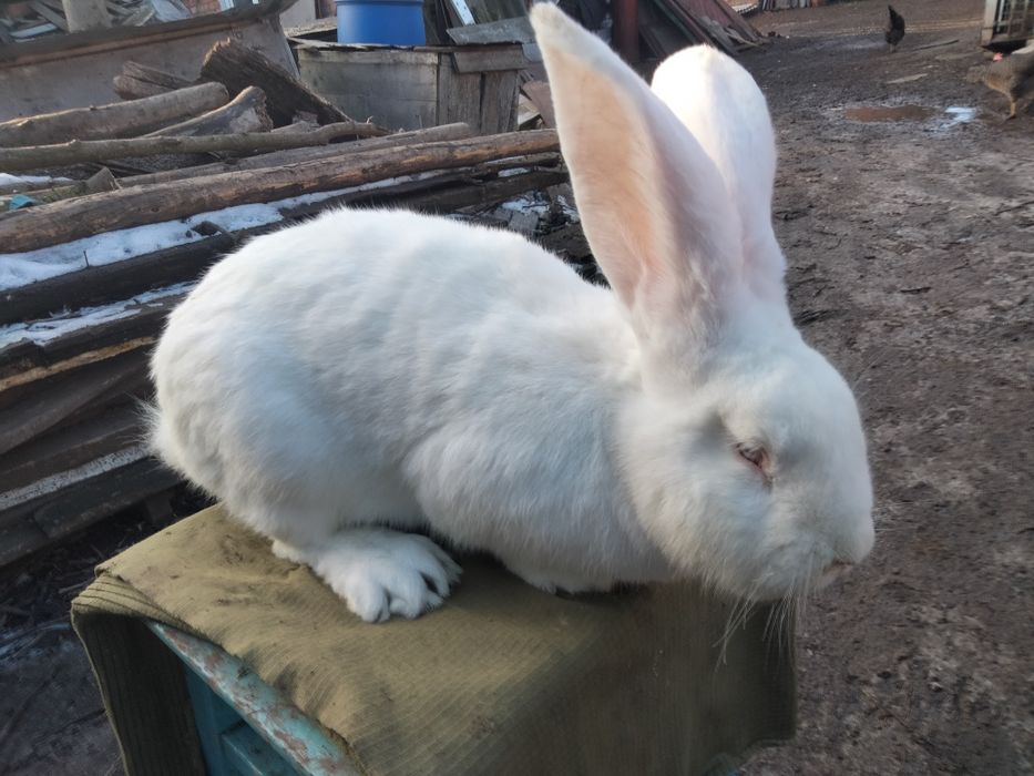 Бельгійський велетень