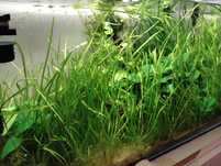 Valisineria spiralis