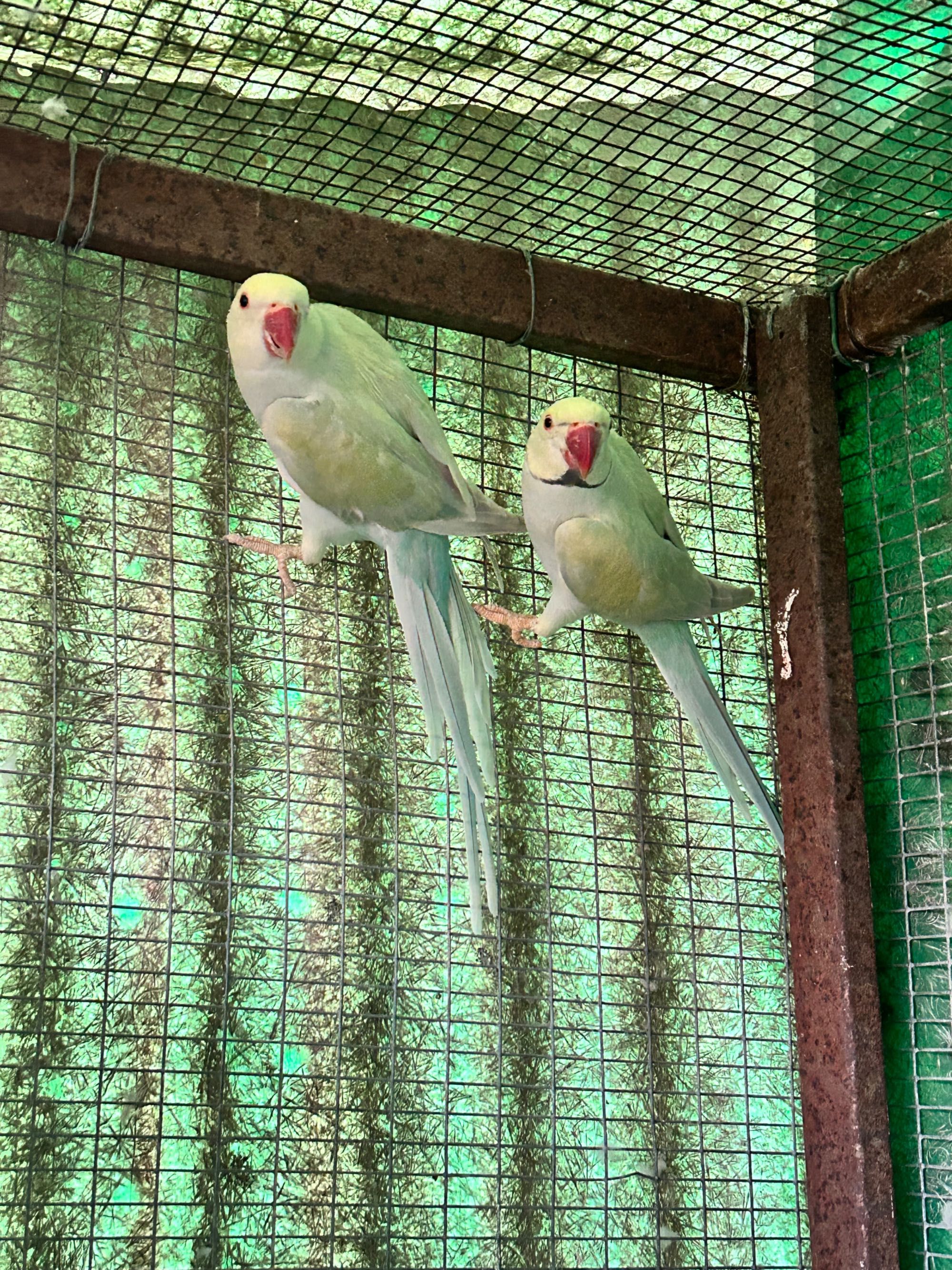 Casal de Ring Necks Azul Pálido Turquesa