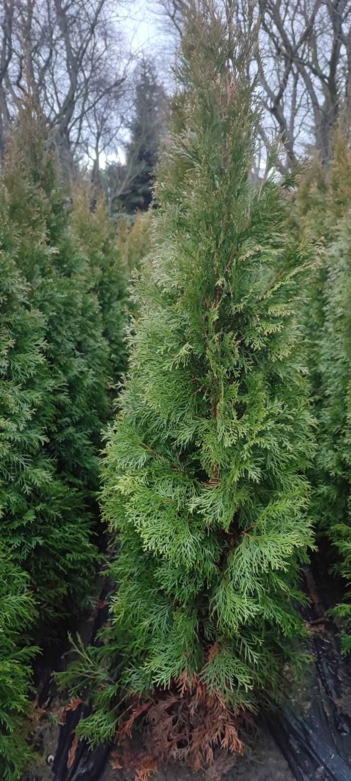 Thuja (tuja) szmaragd