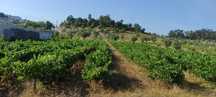 Uvas frescas – Lagoa do Furadouro