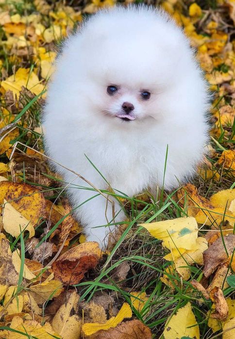 Pomeranian szpic miniaturowy ZKwP/FCI