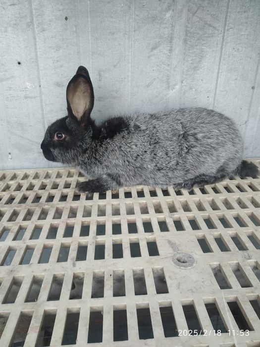 Продам полтавське срібло.