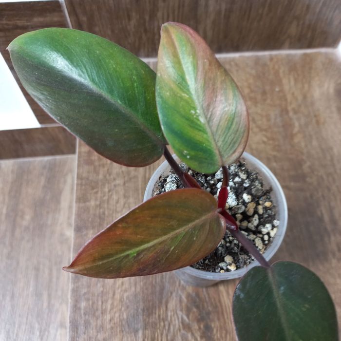 Philodendron Red Anderson Variegata