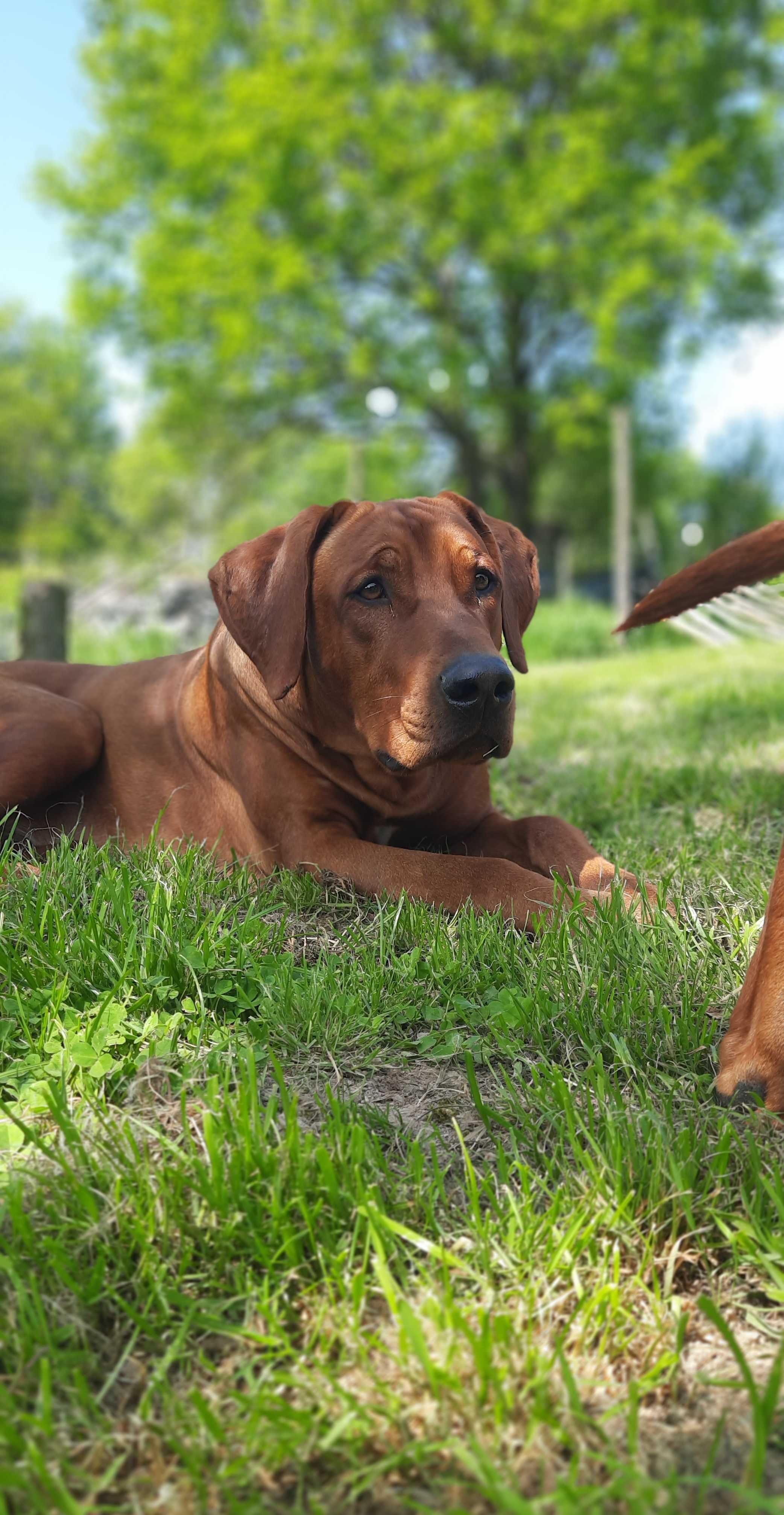 Szczeniak Rhodesian Ridgebak - Hodowla ZKwP
