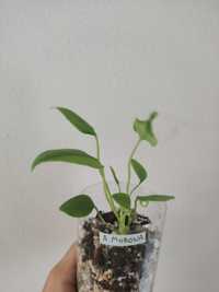 Anthurium Morona  Monstera / Philodendron