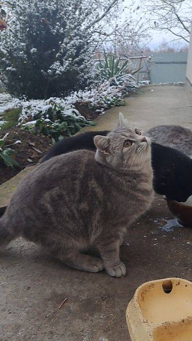 Маємо британське кошеня 6місяців 9травня народилася