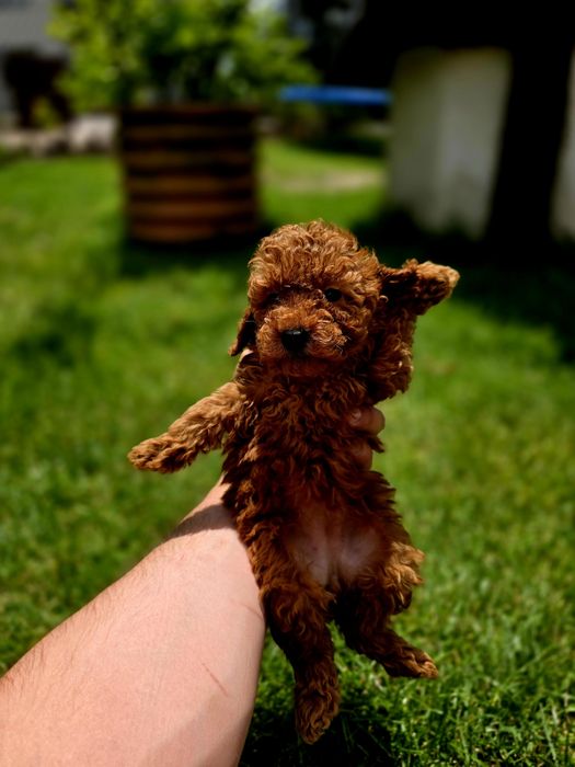 Pudel suczka red toy